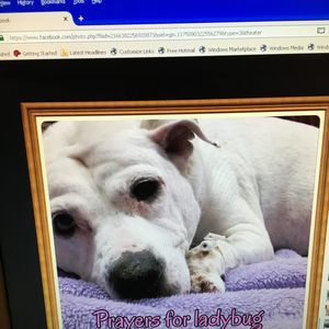 Meet your Posher, Rossella